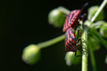 punaise arlequin - graphosoma italicum
