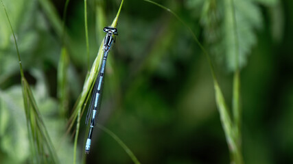 Fototapeta premium demoiselle aux pattes blanches - platycnemis pennipes