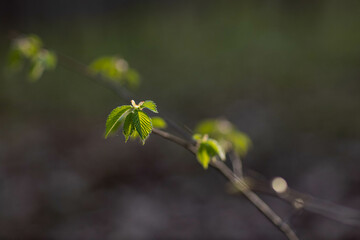 hazel leaf in the spring forest
