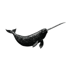 narwhal illustration isolated on background © tya studio