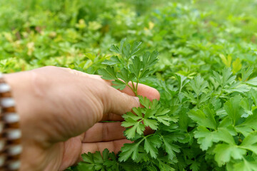 Fototapeta na wymiar Person harvesting fresh organic parsley that grows in the herb garden. Selective focus