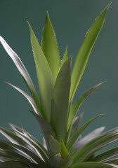 leaves isolate on background