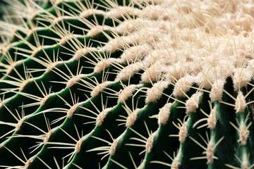 Macro texture of cactus without thorns in tenno green color. Background, soft focus.