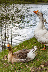 wild gray goose sits against the background of other geese
