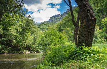 Beautiful landscape in nature. Mountains, rivers, trees and green grass.