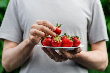 Man is holding a plate with homegrown big strawberries, picking up one strawberry from a plate. Close up.