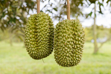 A fresh durian on tree on organic farm on hill, It fresh on before keep for sale, eat and export...