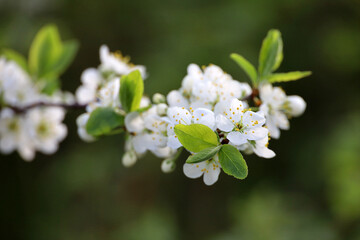 Cherry blossom in spring garden. Branch wit white flowers and young green leaves