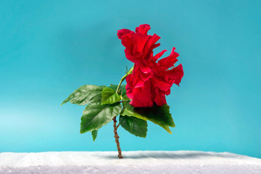 red chinese rose flower in a glass  on a blue background