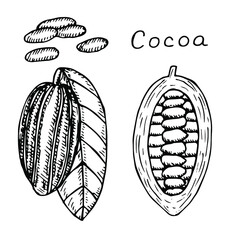Cocoa set vector illustration, hand drawing sketch