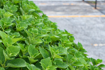 群生する緑の葉っぱと駐車場のライン