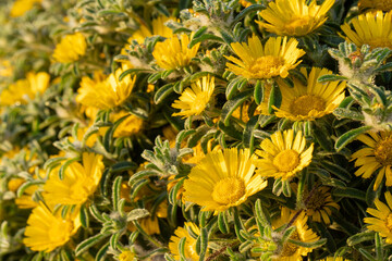 yellow flowers at the coast of spain