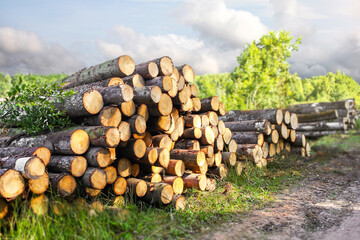 Pile of felled tree trunks along a rural field road. Untreated wood from felling. Logging industry. Ecology and illegal deforestation.  © наталья саксонова