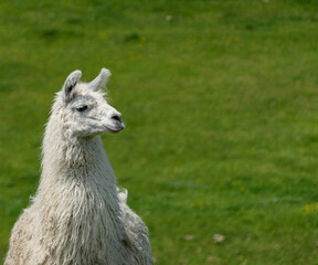 Lama andyjska-zoo Łączna, Polska © Michał Gantkowski