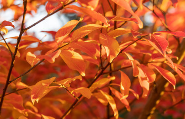Close up of golden autumn leaves 