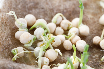 natural pea sprouts. microgreens for food