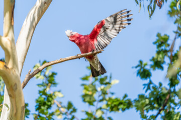 Young pink and grey galah (Eolophus roseicapilla) showing off his wings