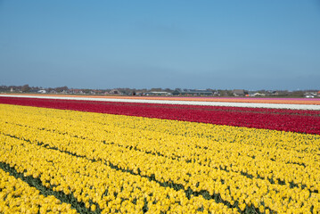 Fototapeta premium Julianadorp, Netherlands, May 2022. Blooming tulip fields in Julianadorp.