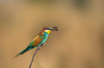 Rainbow Bee Bird perched on a tree branch , preying on a butterfly in its beak . The bird comes from a bird family called Meropidae and is found in Turkey.
