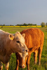 Brown and white cows standing close to eachother in summer pasture in Skåne Sweden