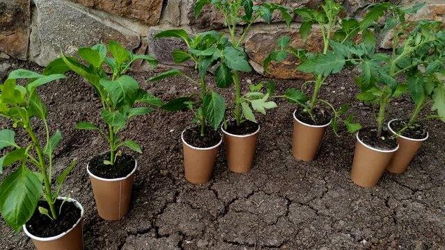 Green seedlings sprouts in craft ecological cups-pots agriculture close up. Spring Planting and gardening Concept