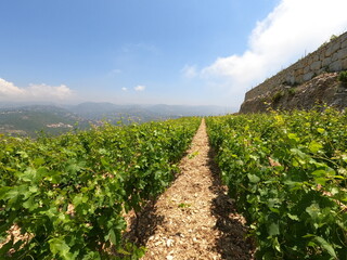 Fototapeta na wymiar Row of vines at the vineyard