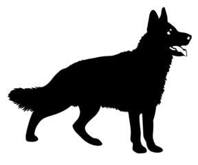 vector black Sheepdog illustration