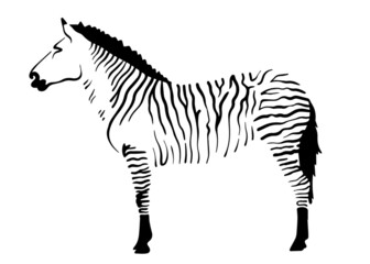 standing Zorse vector illustration