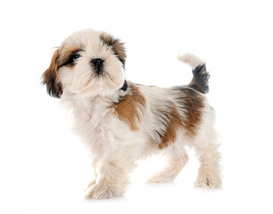 puppy Shih Tzu in studio