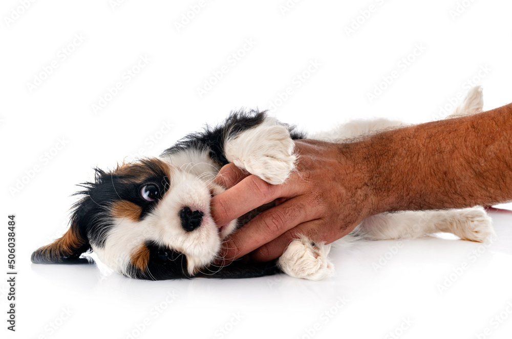 Poster puppy cavalier king charles