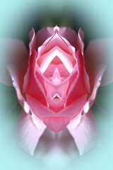 symmetrical composition of flower photographs,