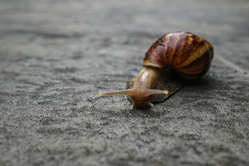 snail on the road