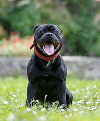 staffordshire bull terrier