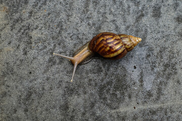 snail on a stone
