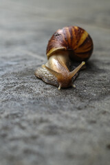 snail on the road