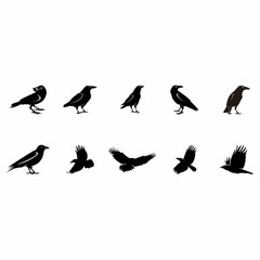 Set of ravens crow  bird silhouettes Vector illustration of ravens 