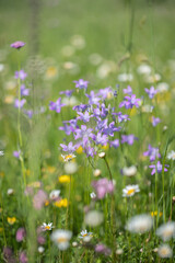 Obraz na płótnie Canvas Spreading bellflower (Campanula patula) on a wildflower meadow.