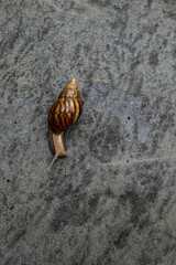 snail on the stone