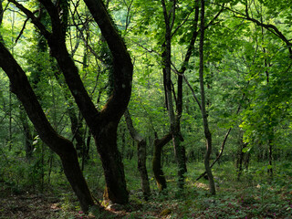 Immagine della natura e della vegetazione sui monti Lucretili, una catena montuosa a pochi passi da Roma
