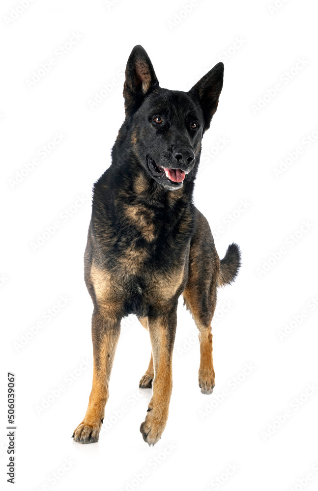 Canvas Prints adult german shepherd