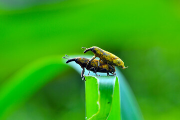 two insects mating, macro