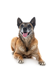malinois in studio