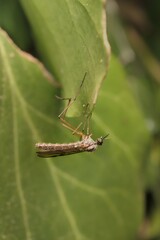 insect Mycetophilidae fungus gnats on a leaf