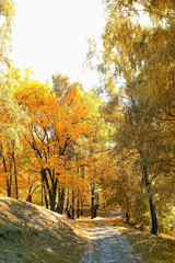 Autumn park with orange-yellow foliage trees, sunny natural background. beautiful harmony golden autumn landscape. fall season concept.