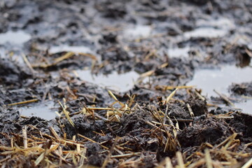 Small puddles on a paddock on a dreary day