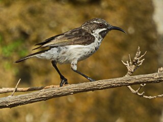 a bird on a branch