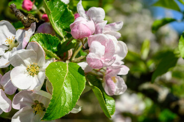 Spring flowers. Beautifully blossoming apple branch