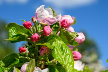 Spring flowers. Beautifully blossoming apple branch