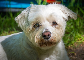 The portrait of a bichon. White puppy.