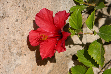 rote Hibiskusblüte
